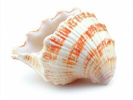 Beautifully crafted seashell with orange stripes on a white background photo