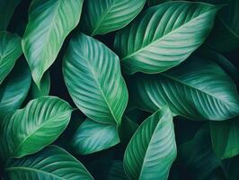 Lush green leaves creating a vibrant natural backdrop photo