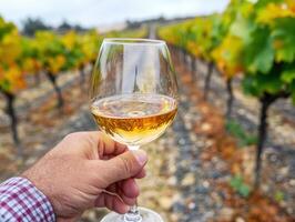 Hand holding a glass of white wine in a vineyard during harvest photo