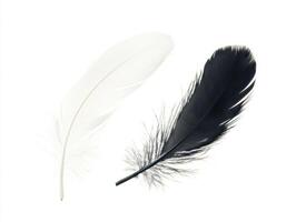 Feathers lying side by side showcasing contrast and texture photo