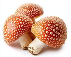Vibrant red mushrooms with distinctive white patterns photo