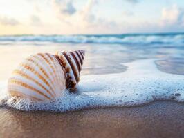 Beautiful seashell resting on sandy shore at sunset photo