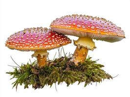 Bright red mushrooms with white spots found in a forest clearing photo