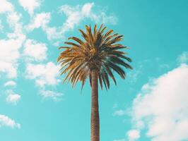 Bright palm tree against a clear blue sky with clouds photo