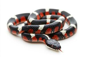 Colorful snake resting on a light background photo