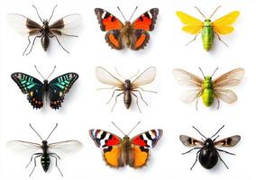 Close-up of colorful, patterned insects photo