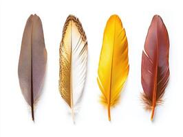 Colorful feathers arranged in a row on white background photo