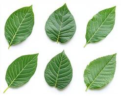 Collection of six green leaves arranged on white background photo