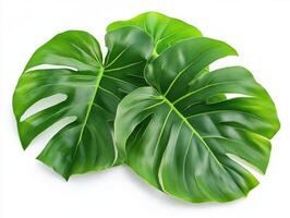 Tropical monstera leaves arranged on a white background photo