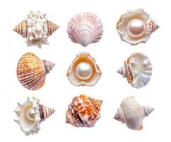 Beautiful collection of seashells with pearls displayed artfully photo