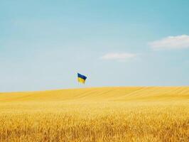 Wheat field with Ukrainian flag under clear blue sky photo