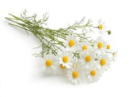 Fresh chamomile flowers arranged on a white background photo