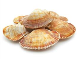 Beautifully patterned scallops arranged on a white surface photo