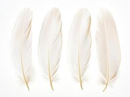 White feathers lined up on a light background photo
