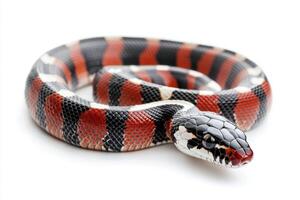 Colorful snake with vibrant patterns on a white surface photo