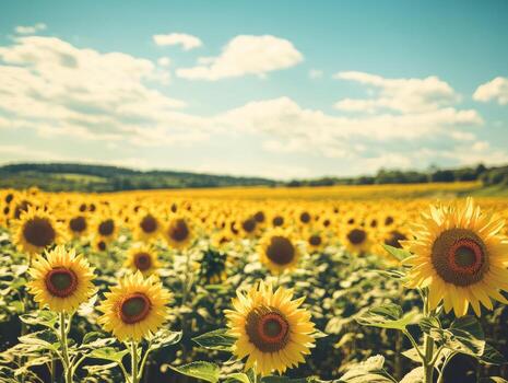 Sunflowers bloom under a clear sky in a vibrant field photo