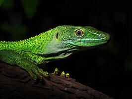 Bright green lizard perched on a branch in a natural setting photo