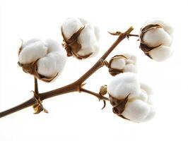 White cotton bolls on branch against plain background photo