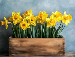 Bright yellow daffodils in a rustic wooden planter in spring photo