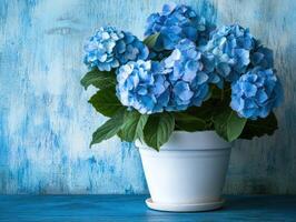 Beautiful blue hydrangeas in a white pot on a blue background photo
