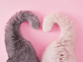 Cuddly cats touching tails to form a heart shape on pink background photo