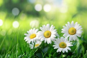 Fresh daisies bloom in a sunlit meadow during spring photo