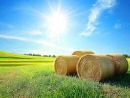Bales of hay scattered across a sunlit green field photo