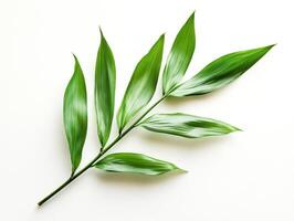 Green leaves arranged elegantly on a plain background photo