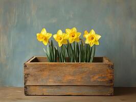 Bright yellow daffodils in rustic wooden planter on blue backdrop photo