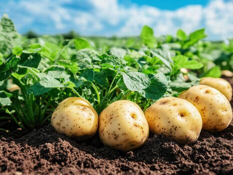 Harvesting fresh potatoes from the soil in a sunny field photo