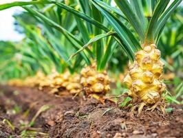 Pineapple plants growing in a tropical farm during sunny weather photo
