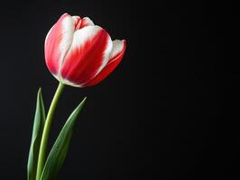Colorful tulip blooms against a dark backdrop in close-up view photo