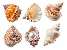 Collection of unique seashells displayed on a white background photo