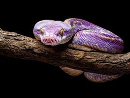 Purple snake resting on a branch in a dark environment photo
