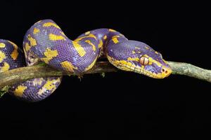 Colorful snake resting on a branch in a dark environment photo
