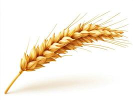 Golden wheat spike isolated on white background photo