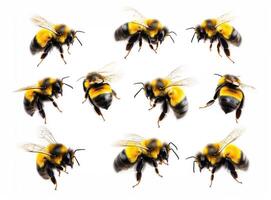 Bees in flight showcasing yellow and black stripes photo
