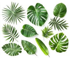 Various green leaves arranged aesthetically on a white background photo