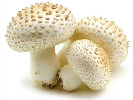 Mushrooms with textured caps seen in natural light setting photo