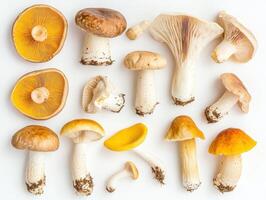 Mushroom variety displayed on a white background in detail photo