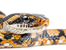 Colorful snake resting on a white background showcasing its scales photo