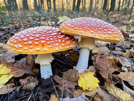 Brightly colored mushrooms thrive in the autumn forest photo