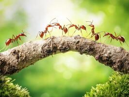 Ants form a bridge using body teamwork in a green forest photo