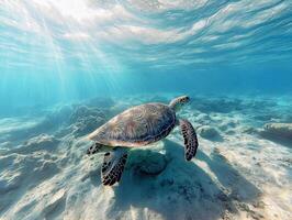 Underwater turtle swimming gracefully in clear ocean waters photo