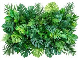 Lush green plant arrangement creating a vibrant indoor oasis photo