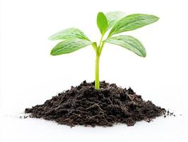 Green seedling emerging from soil in a bright background photo