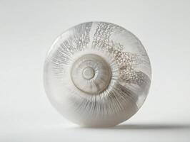 Shell displays intricate patterns and textures in bright light photo