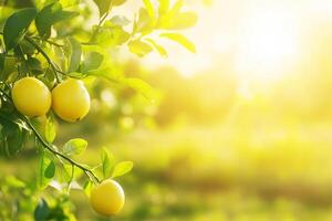 Bright lemons hanging on a tree in a sunlit orchard photo