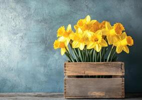 Bright yellow daffodils in a rustic wooden box against a textured wall photo