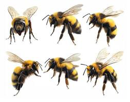 Detailed study of various bee species in natural settings photo
